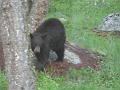 Black bear cub 1